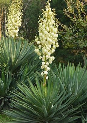 Yucca Extract Powder