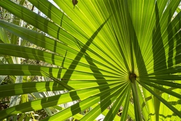 5 avantatges de Saw Palmetto per a la salut de la dona